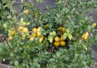 Айва японская (Chaenomeles japonica)